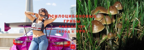 прущие грибы Аркадак