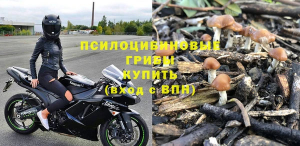 прущие грибы Аркадак